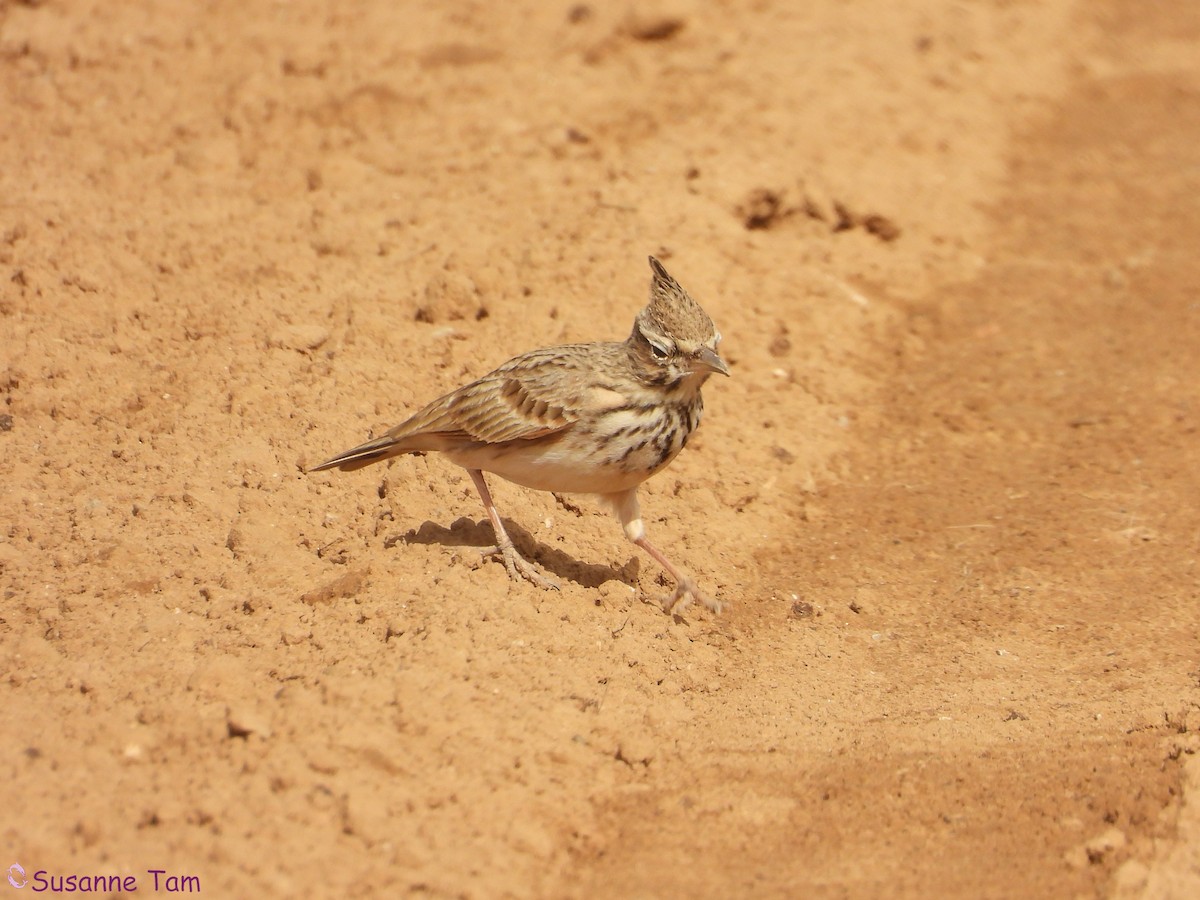 Crested Lark - ML646451617