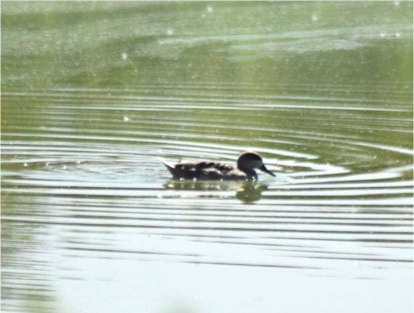 Marbled Duck - ML646451618