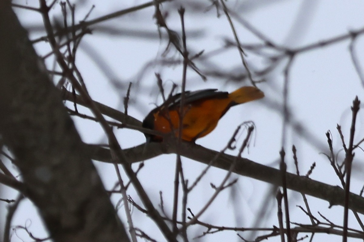 ボルチモアムクドリモドキ - ML646451619