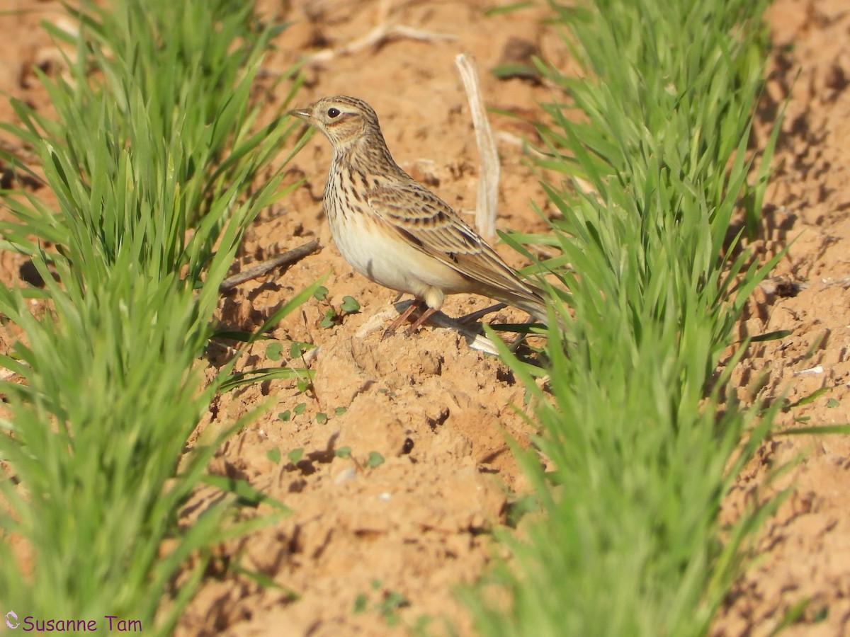 Eurasian Skylark - ML646451620