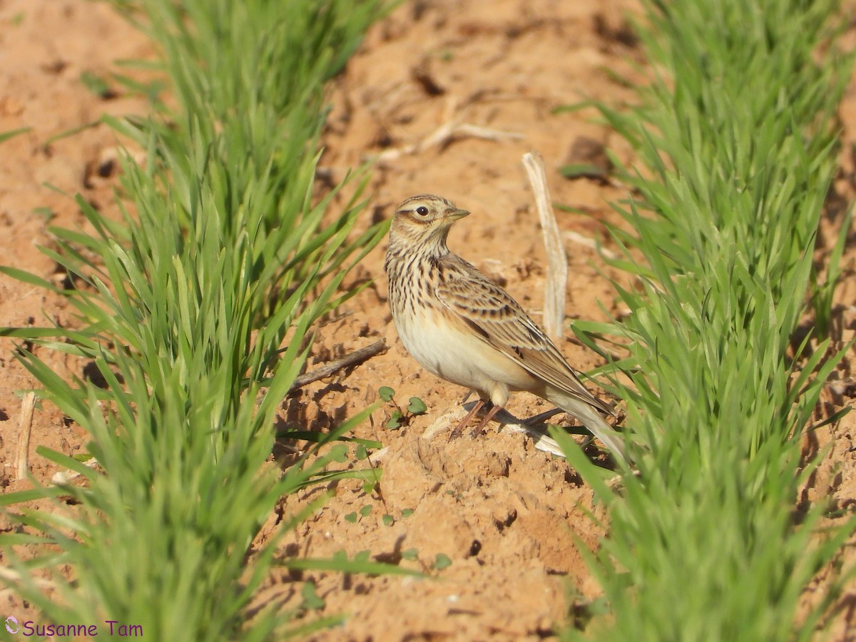 Eurasian Skylark - ML646451621