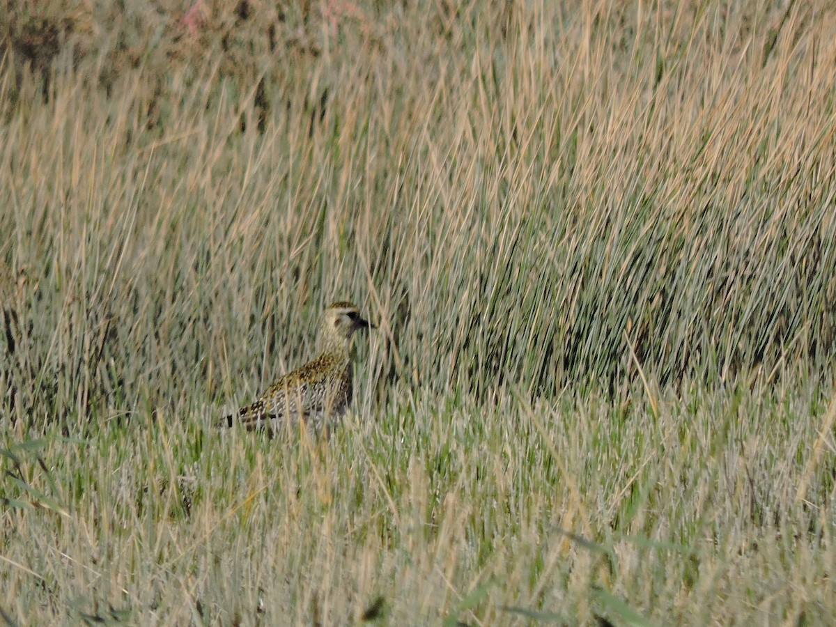 Сивка звичайна - ML646451622