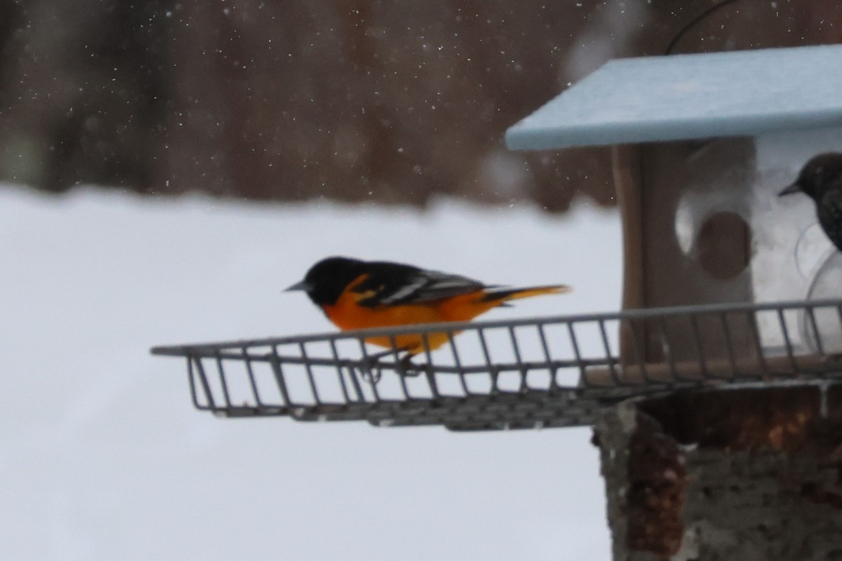 ボルチモアムクドリモドキ - ML646451623