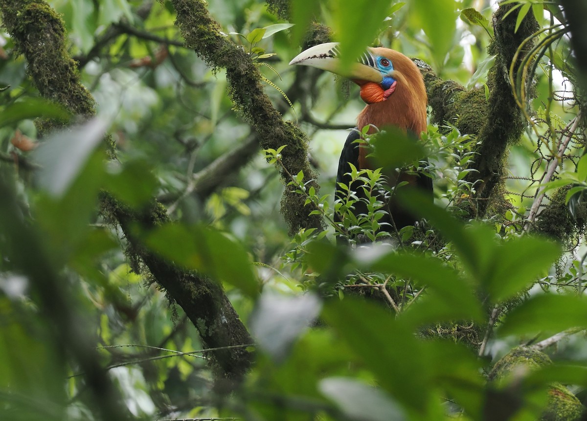 Rufous-necked Hornbill - ML646451624