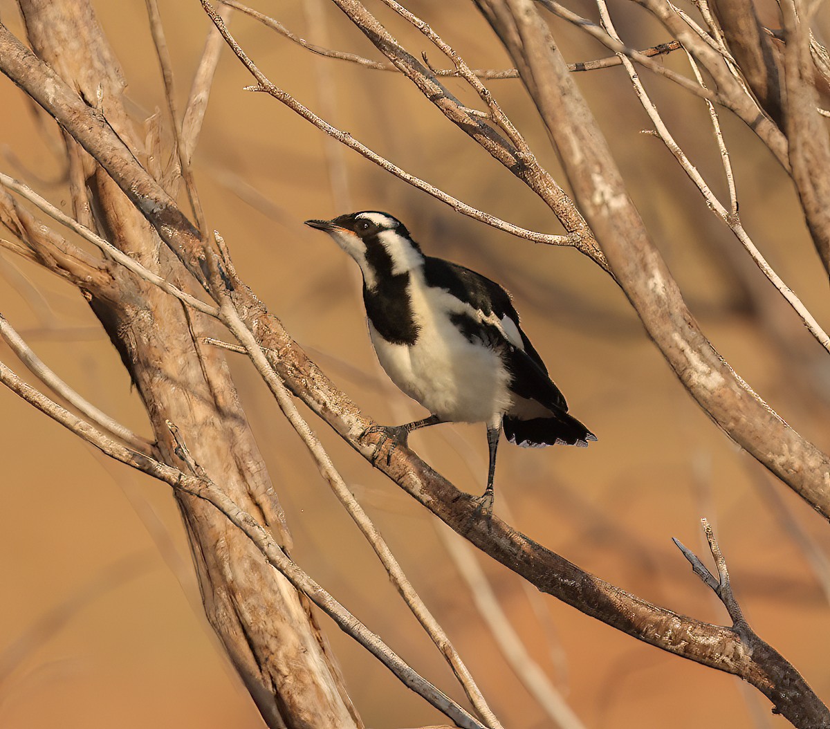 Magpie-lark - ML646451626