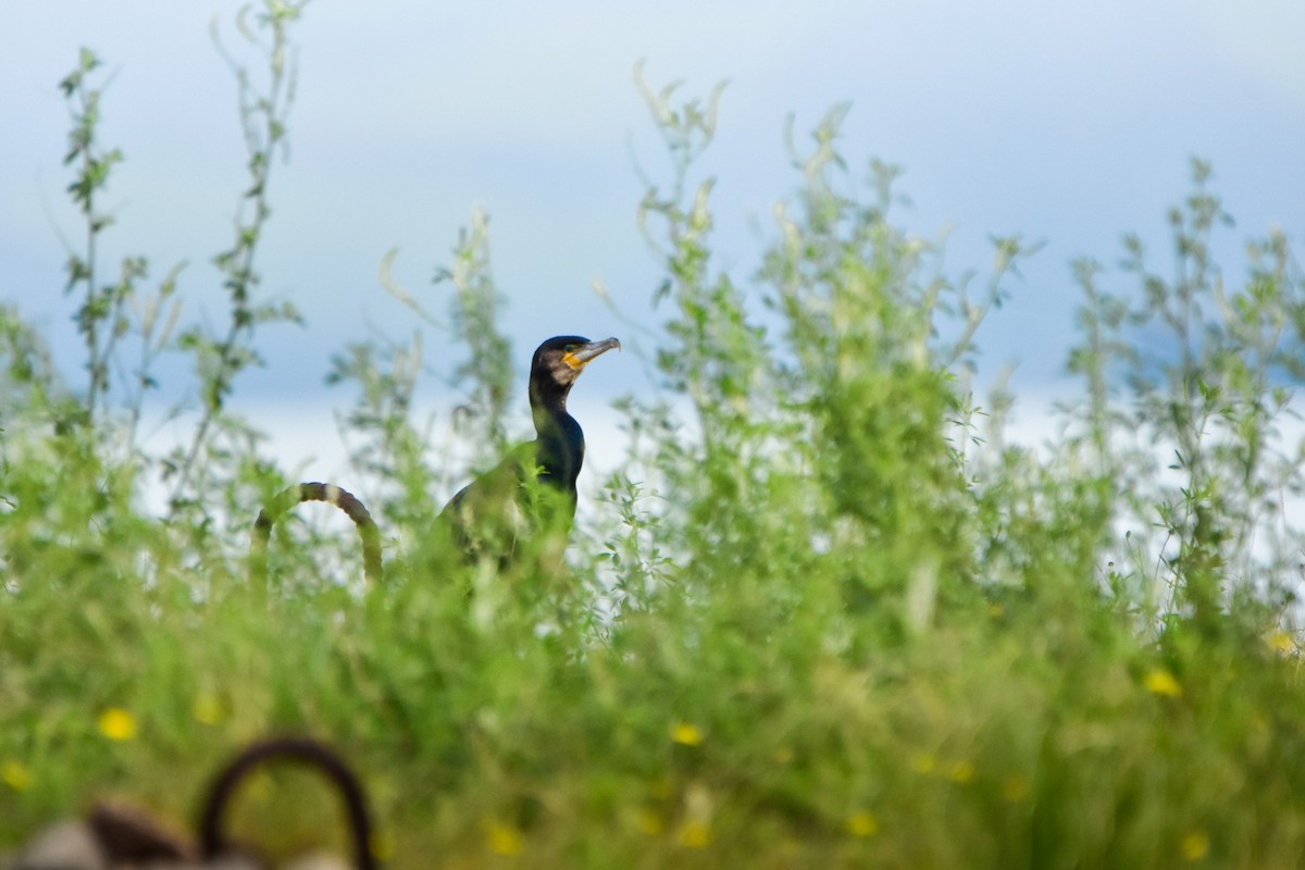 Great Cormorant - ML646451627