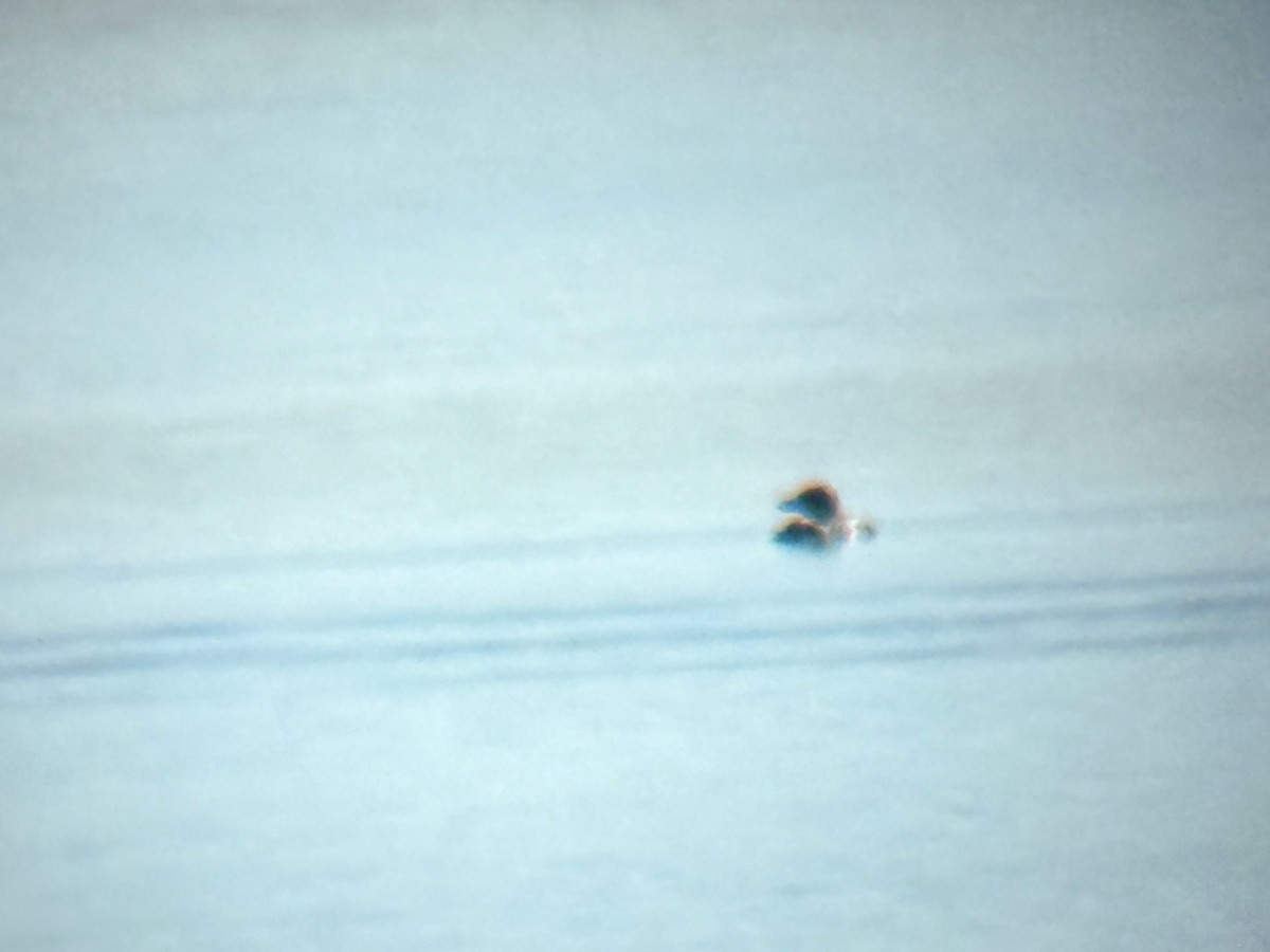 Common Loon - ML646451634