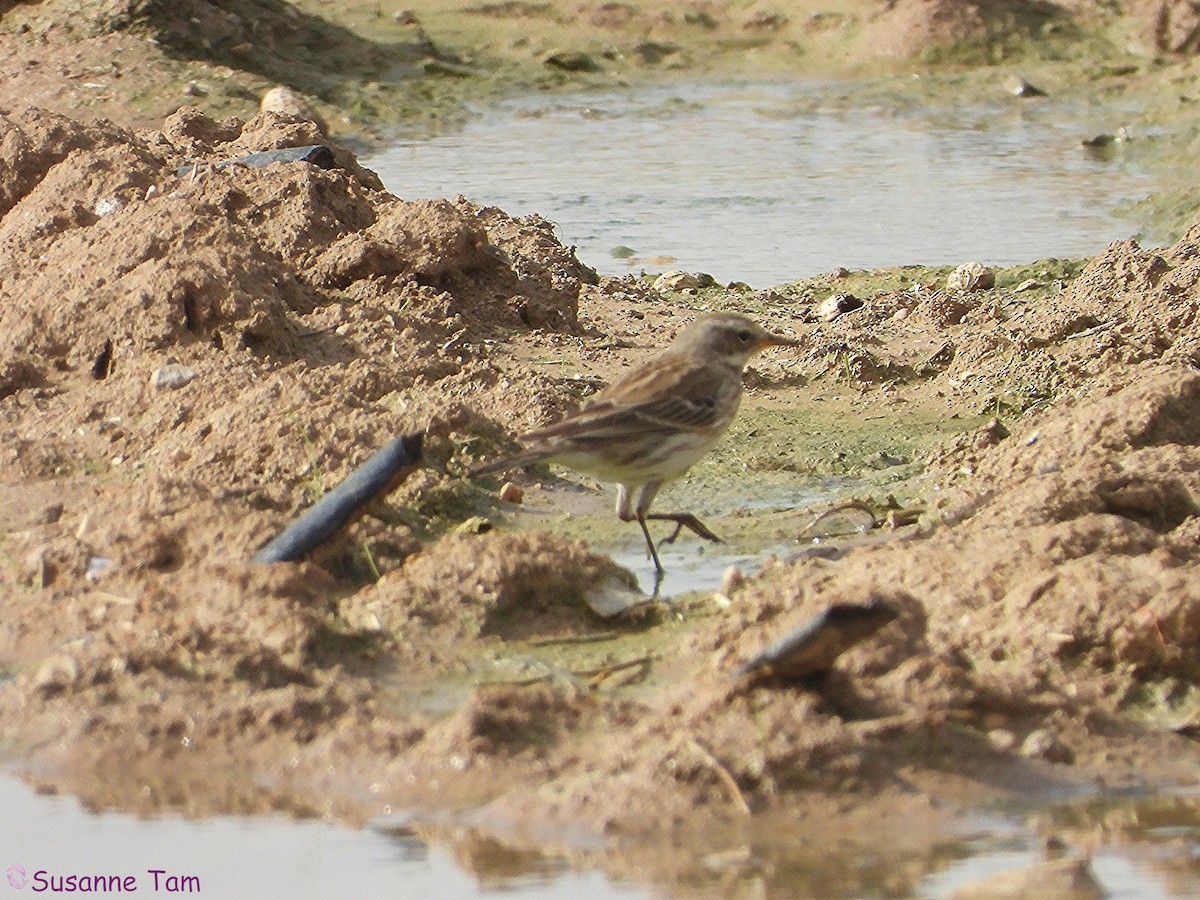 Water Pipit - ML646451642