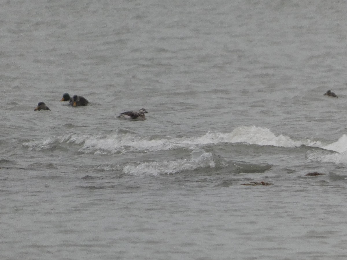 Long-tailed Duck - ML646451643