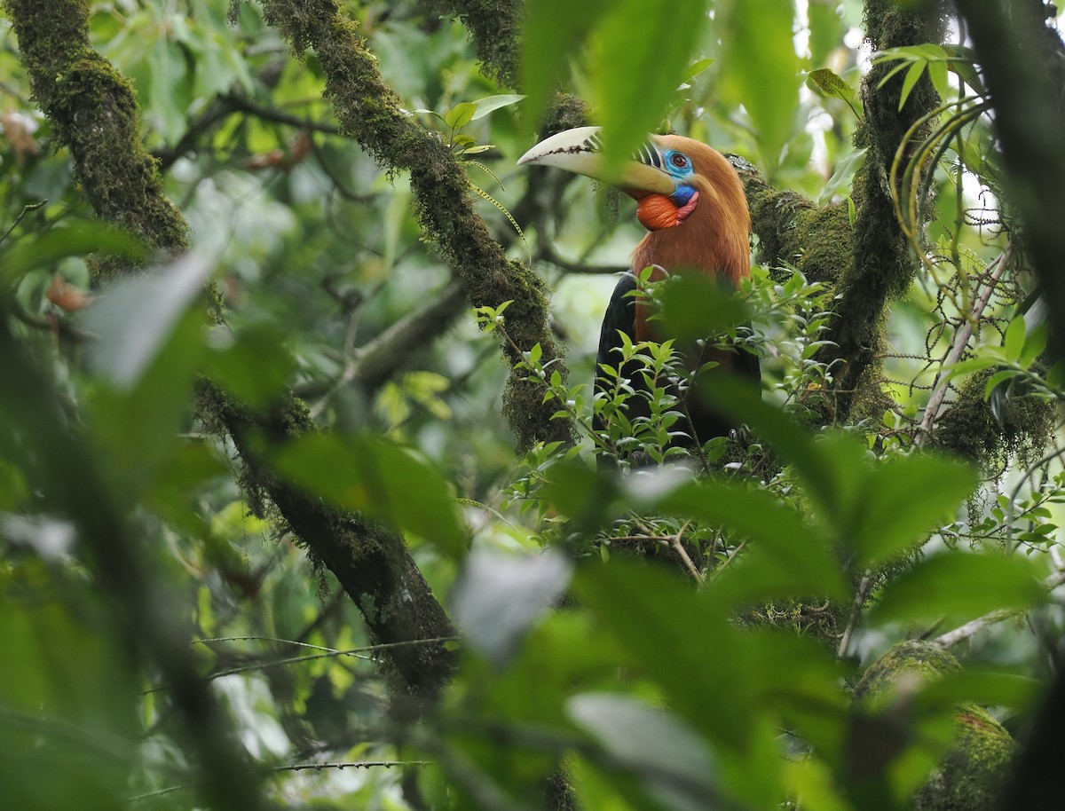 Rufous-necked Hornbill - ML646451644