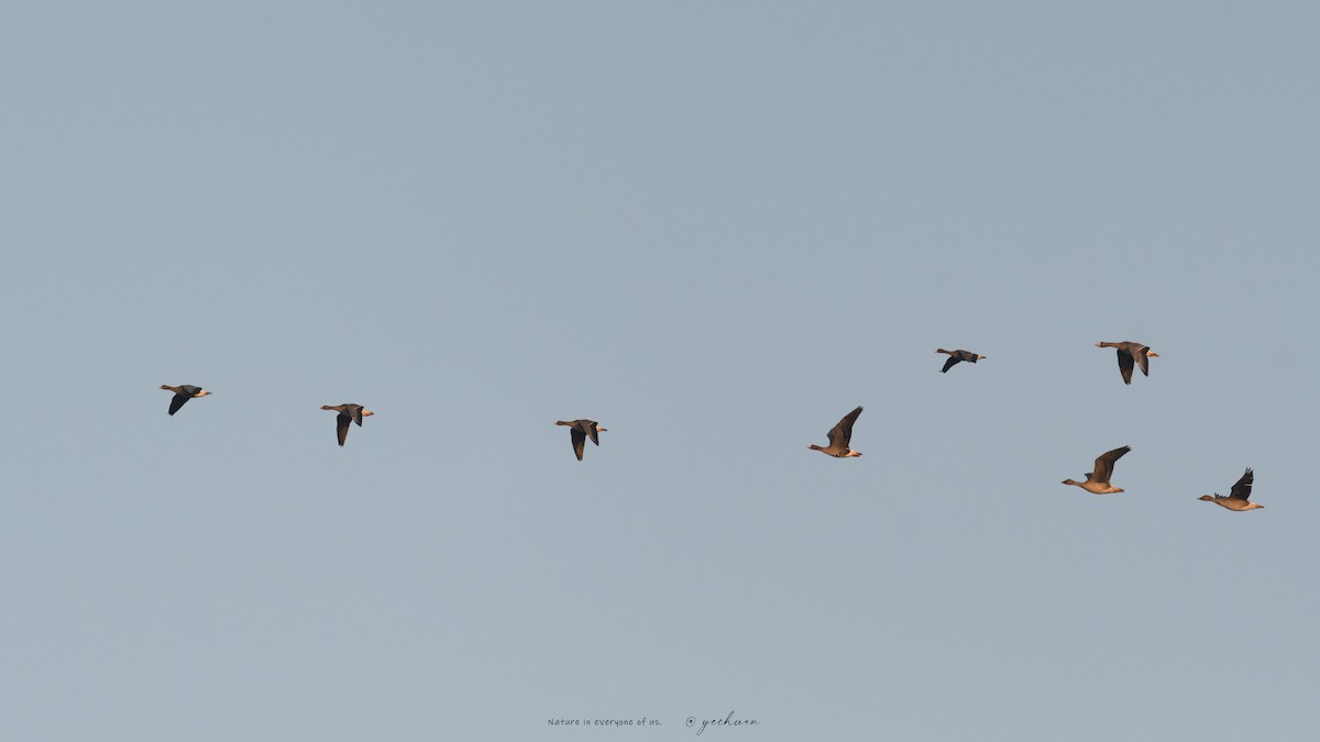 Одой галуу - ML646451646