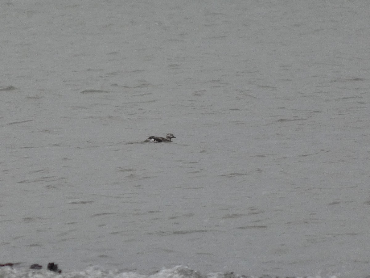 Long-tailed Duck - ML646451647
