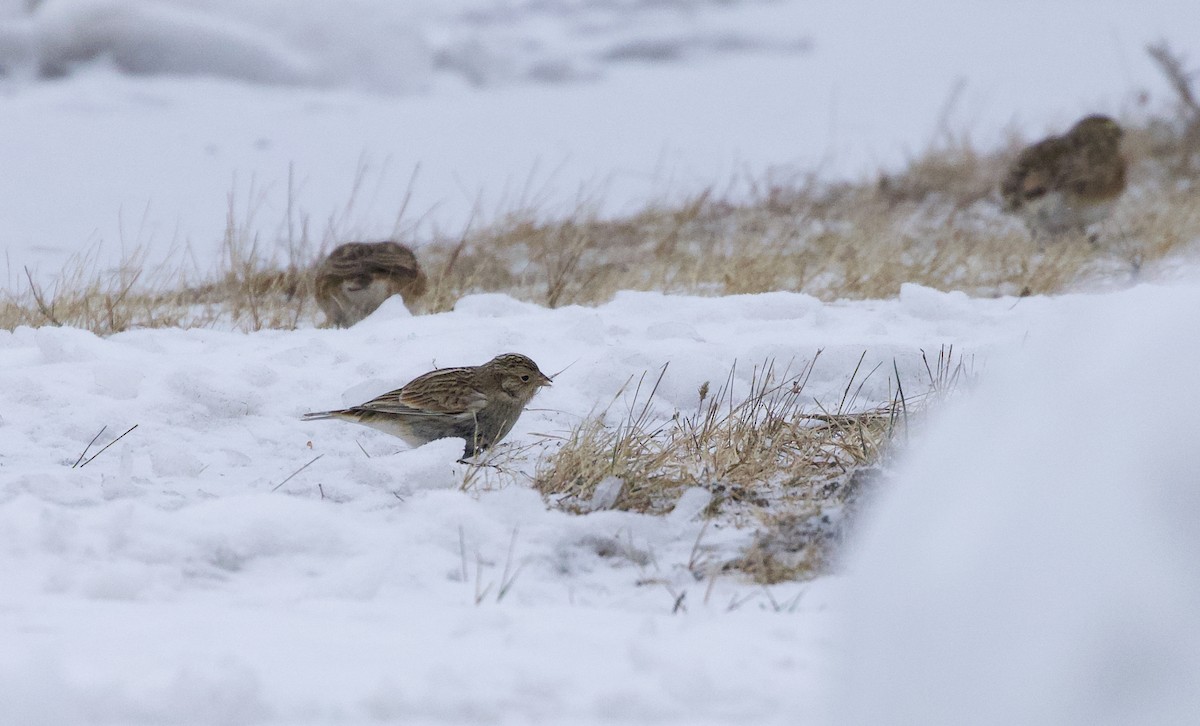 Chestnut-collared Longspur - ML646451648