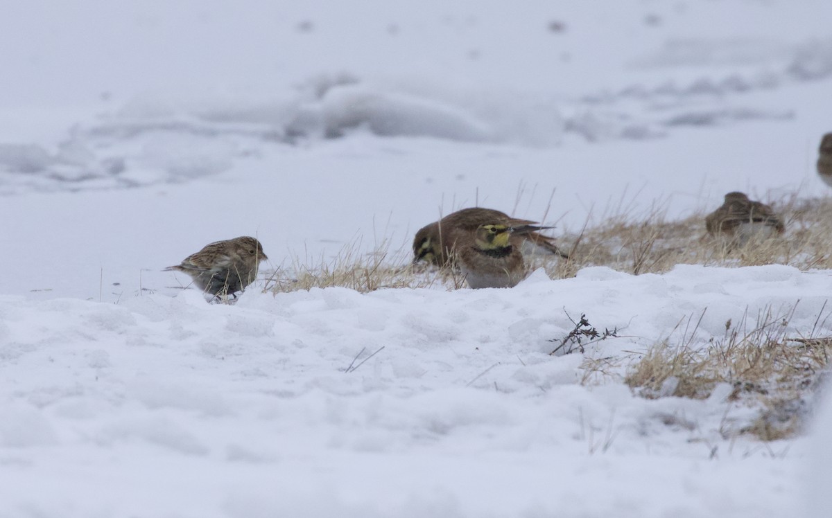 Chestnut-collared Longspur - ML646451649