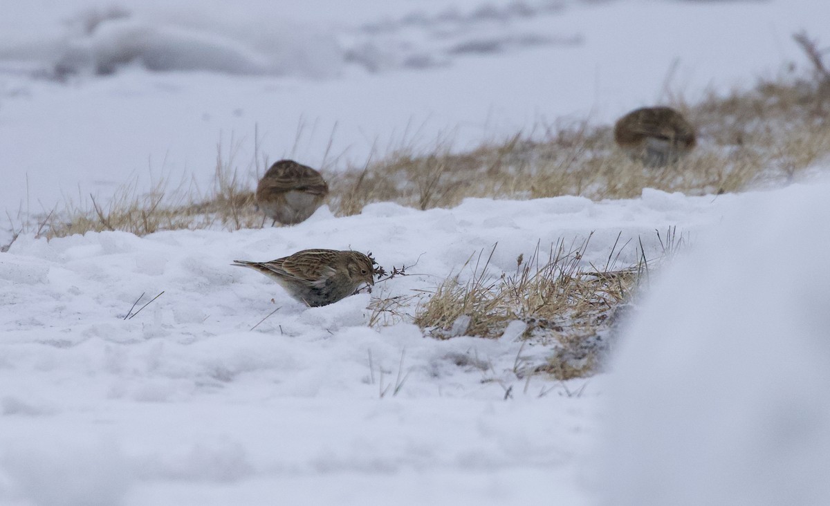 Chestnut-collared Longspur - ML646451650