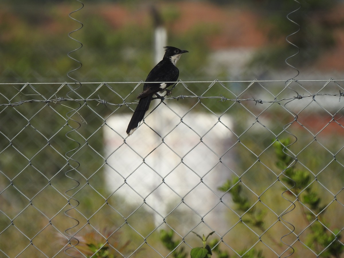 Coucou jacobin - ML646451651