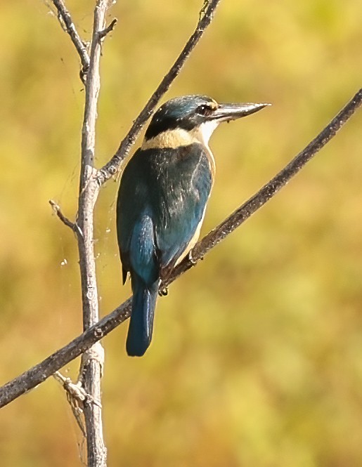Sacred Kingfisher - ML646451652