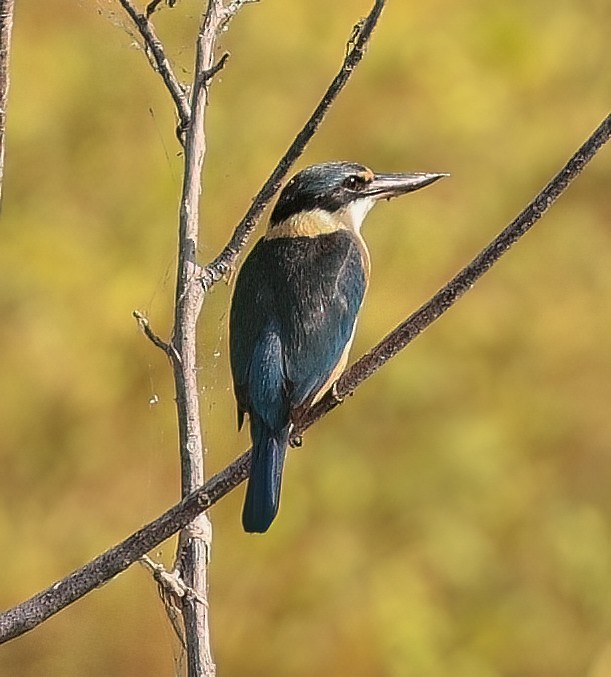 Sacred Kingfisher - ML646451653