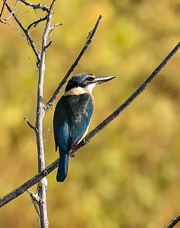 Sacred Kingfisher - ML646451654