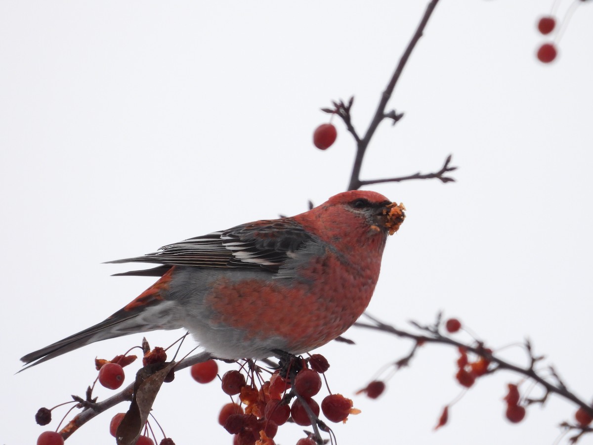 Pine Grosbeak - ML646451665