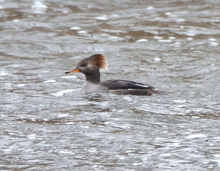 Hooded Merganser - ML646451669
