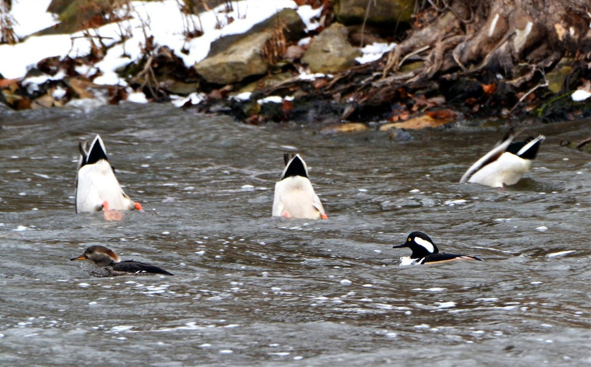 Hooded Merganser - ML646451671