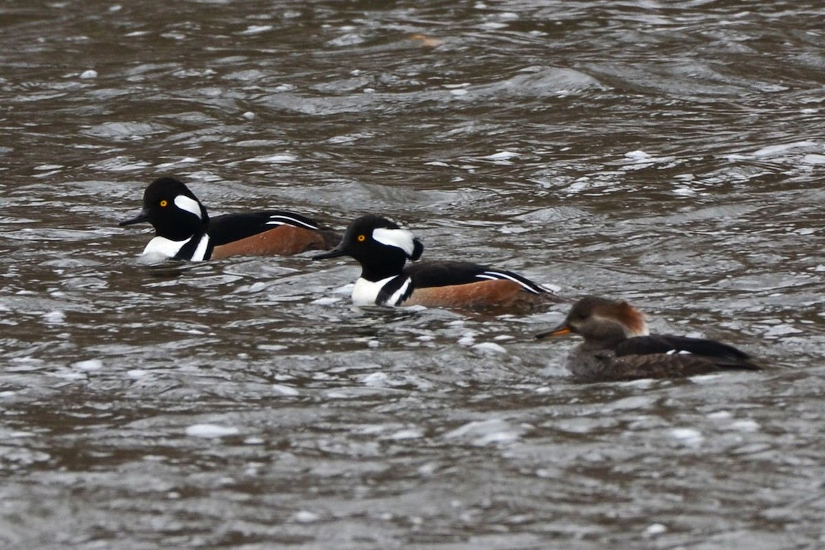 Hooded Merganser - ML646451672