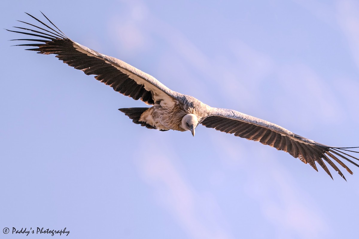 Schneegeier - ML646451673