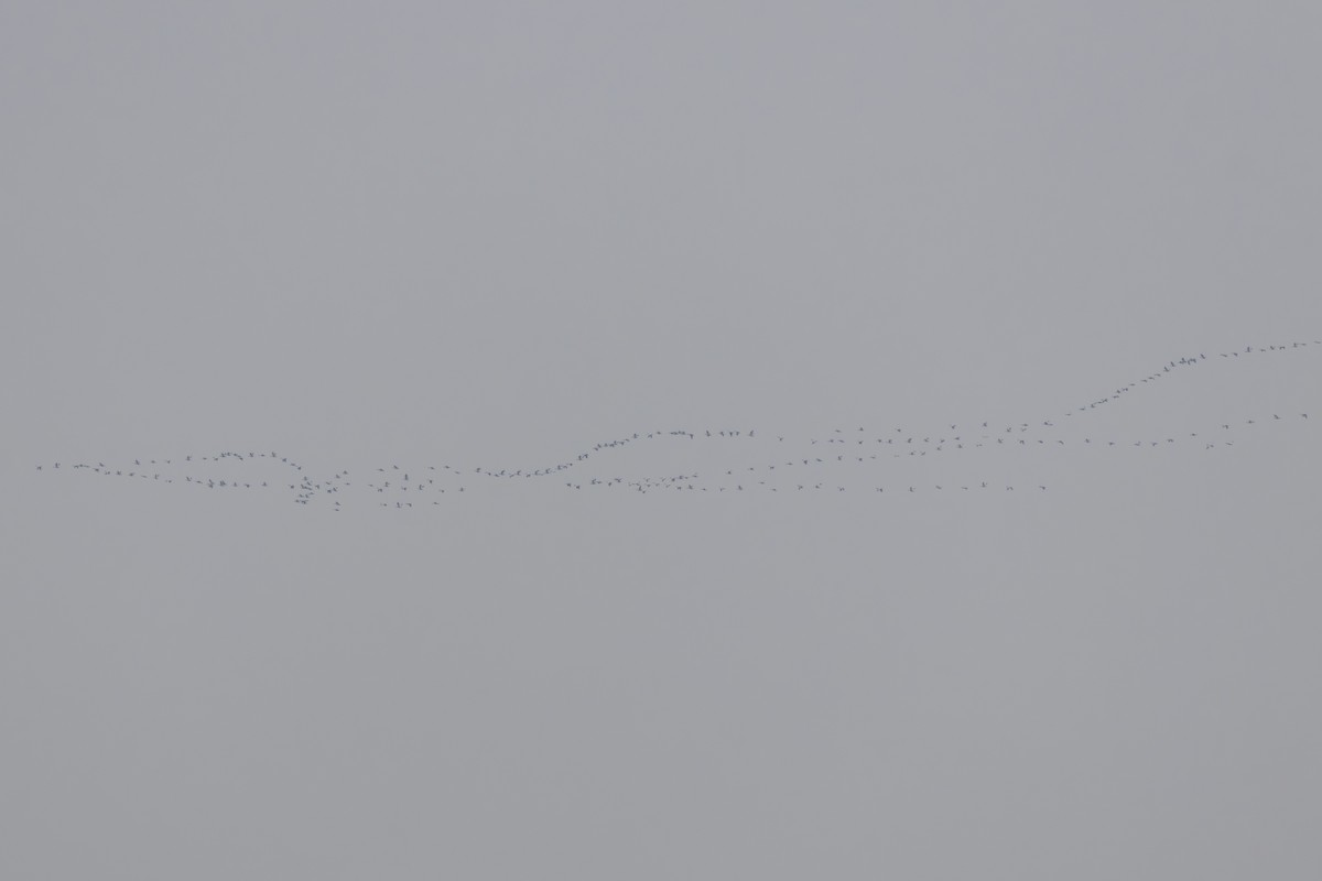 Snow Goose - ML646451676