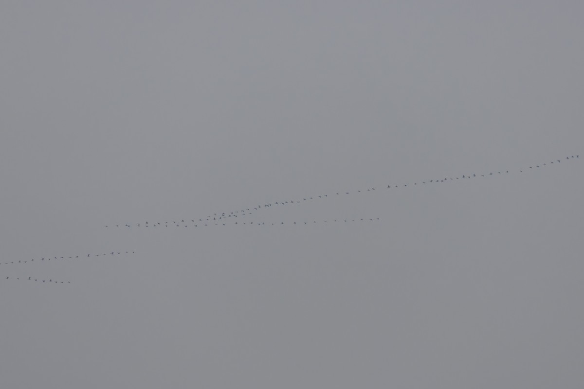 Snow Goose - ML646451677