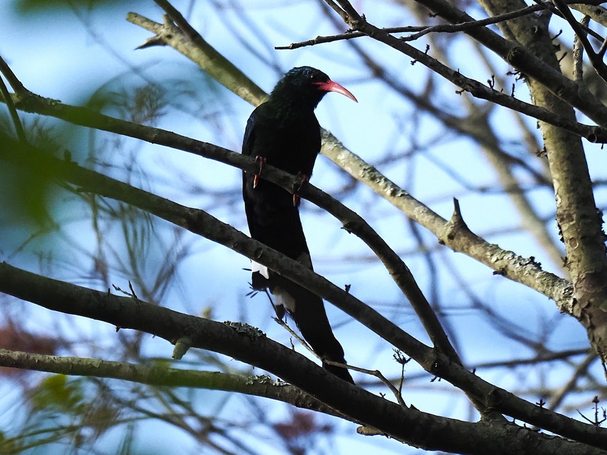 Green Woodhoopoe - ML646451678