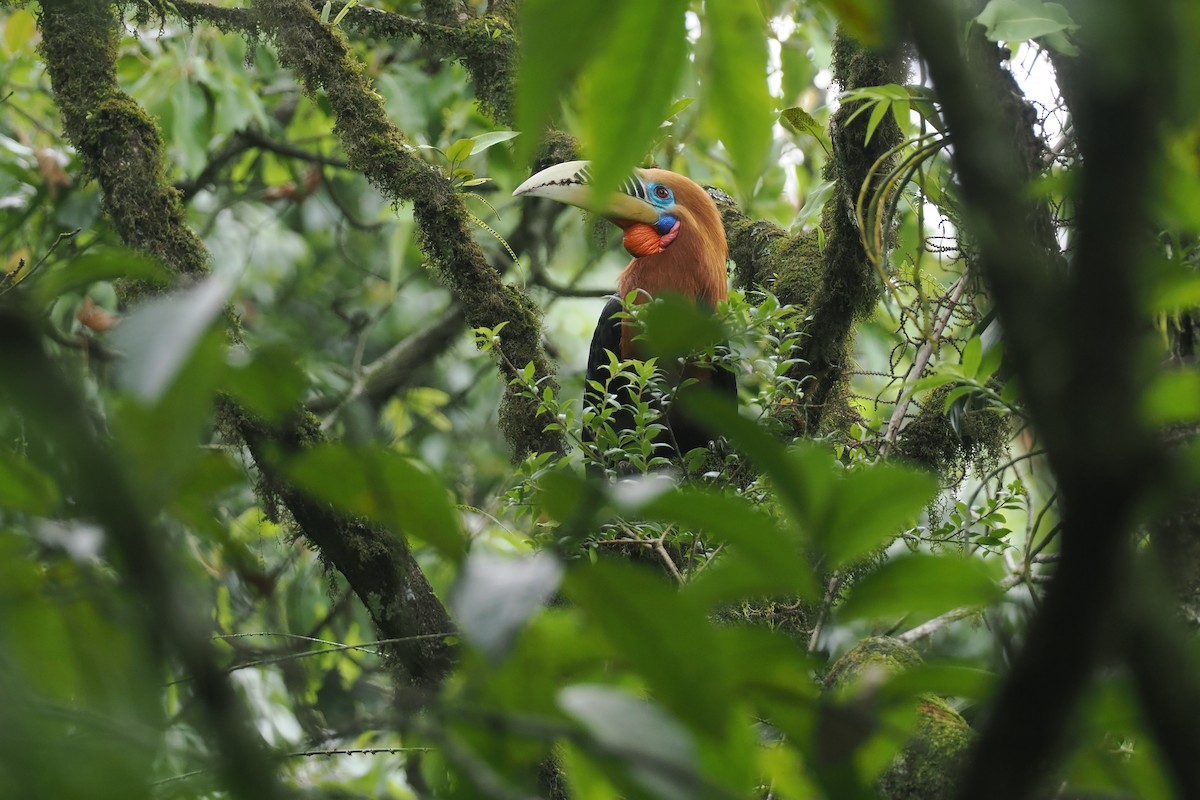 Rufous-necked Hornbill - ML646451679