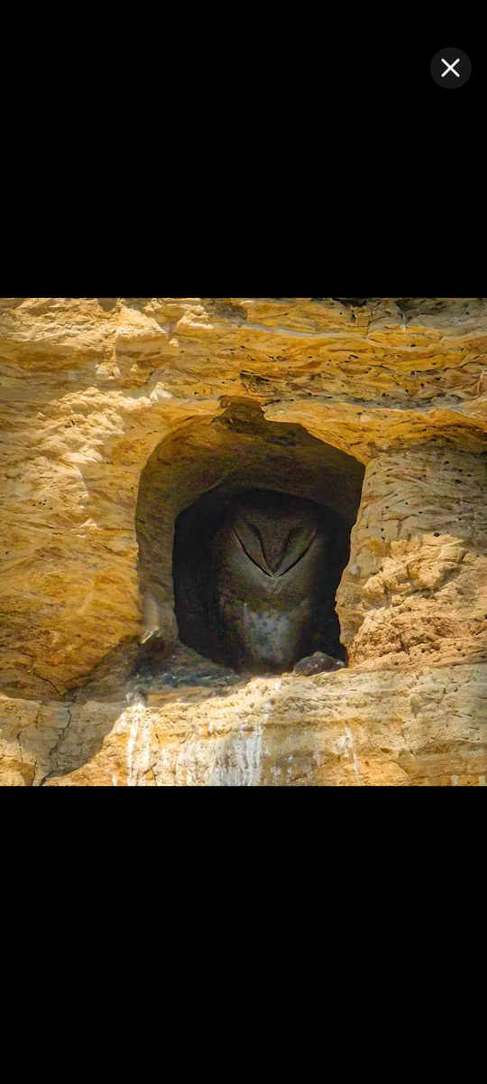 American Barn Owl - ML646451680