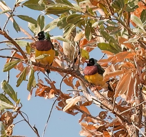 Gouldian Finch - ML646451681