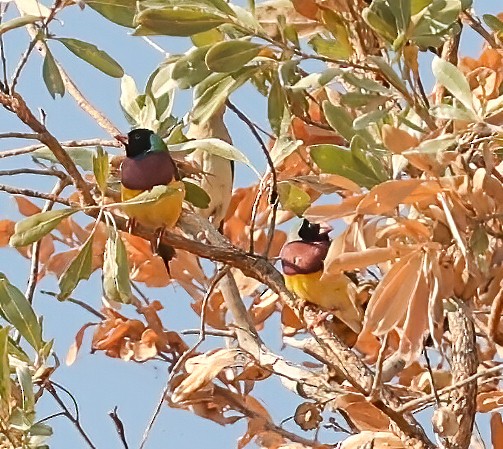Gouldian Finch - ML646451682