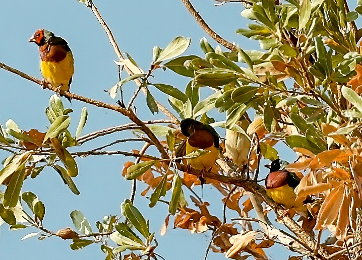 Gouldian Finch - ML646451683