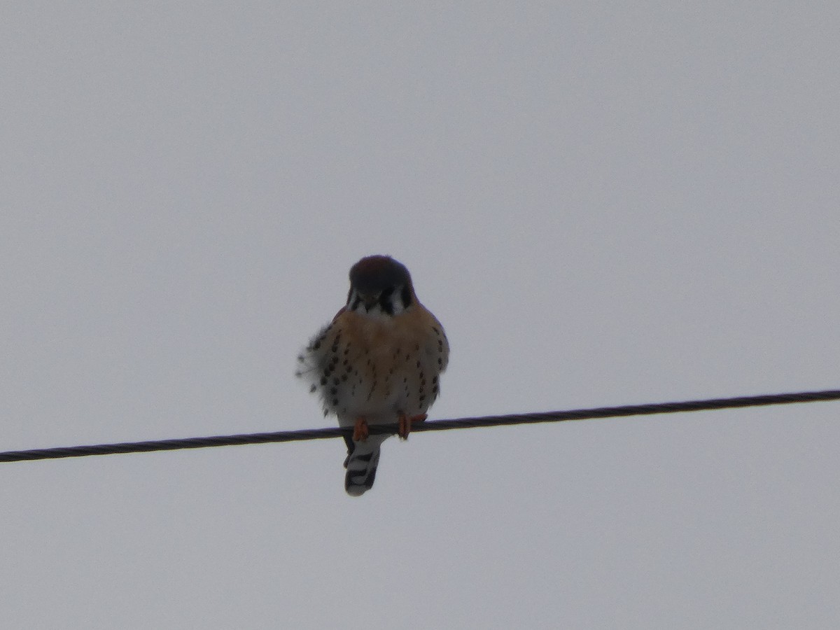 Воробьиная пустельга - ML646451684