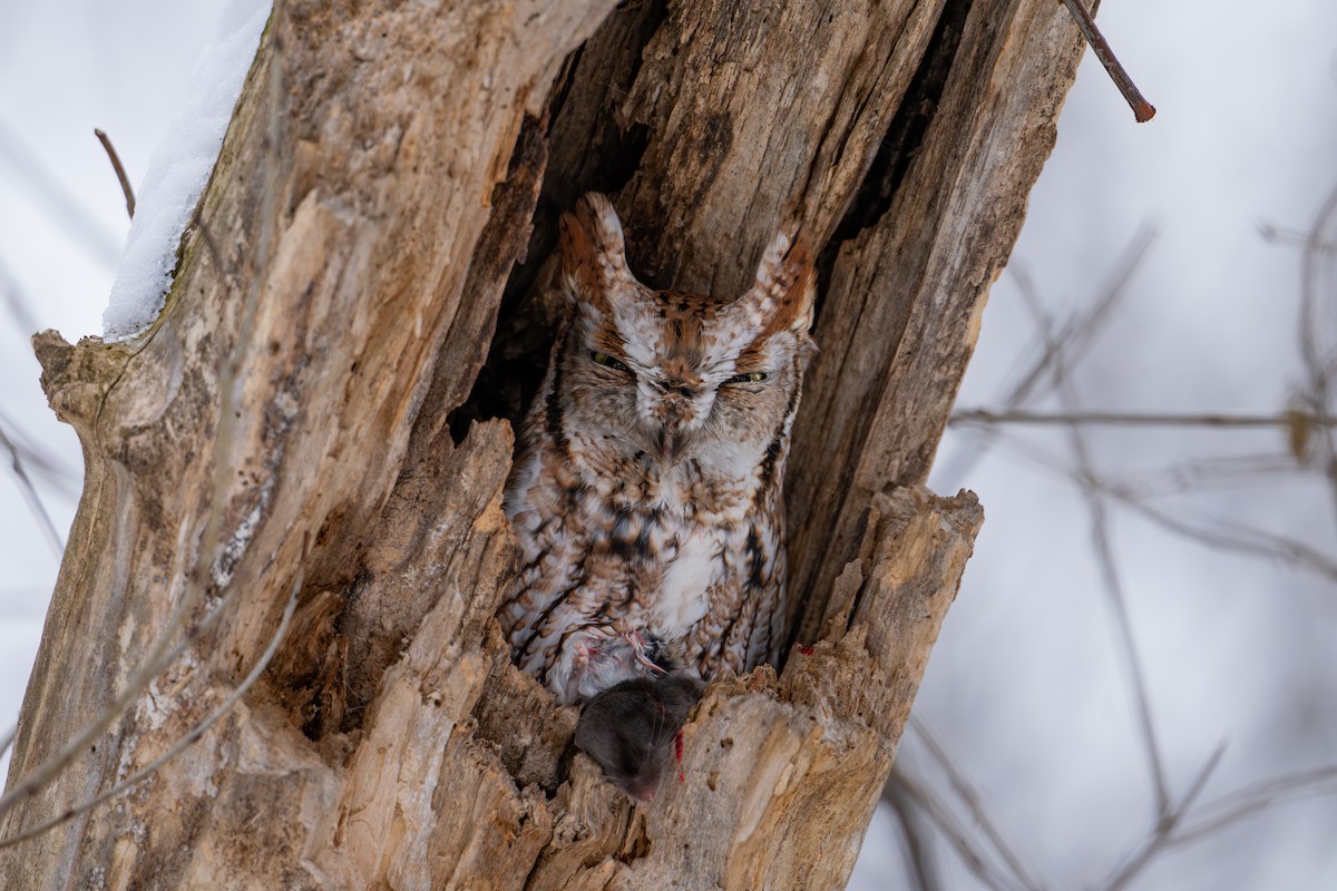 Eastern Screech-Owl - ML646451685