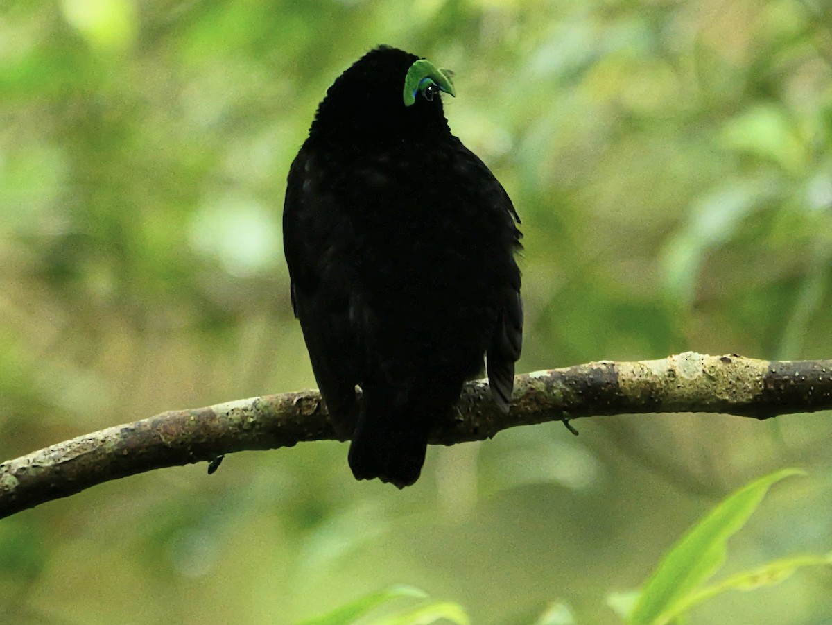 Velvet Asity - ML646451687