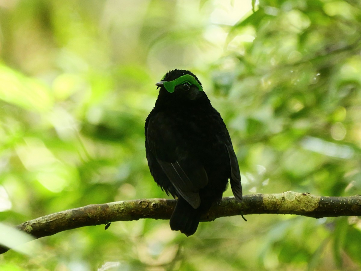 Velvet Asity - ML646451688