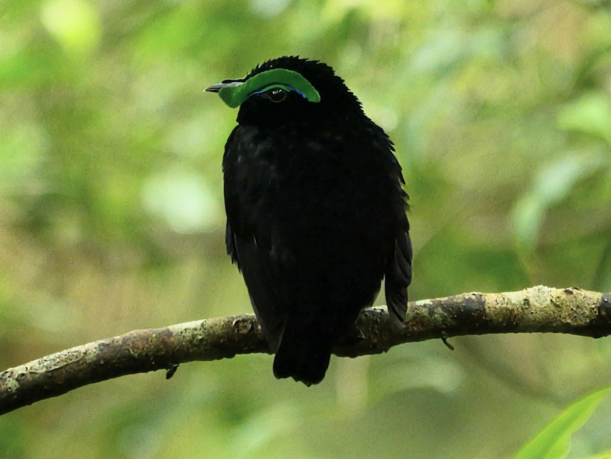 Velvet Asity - ML646451689