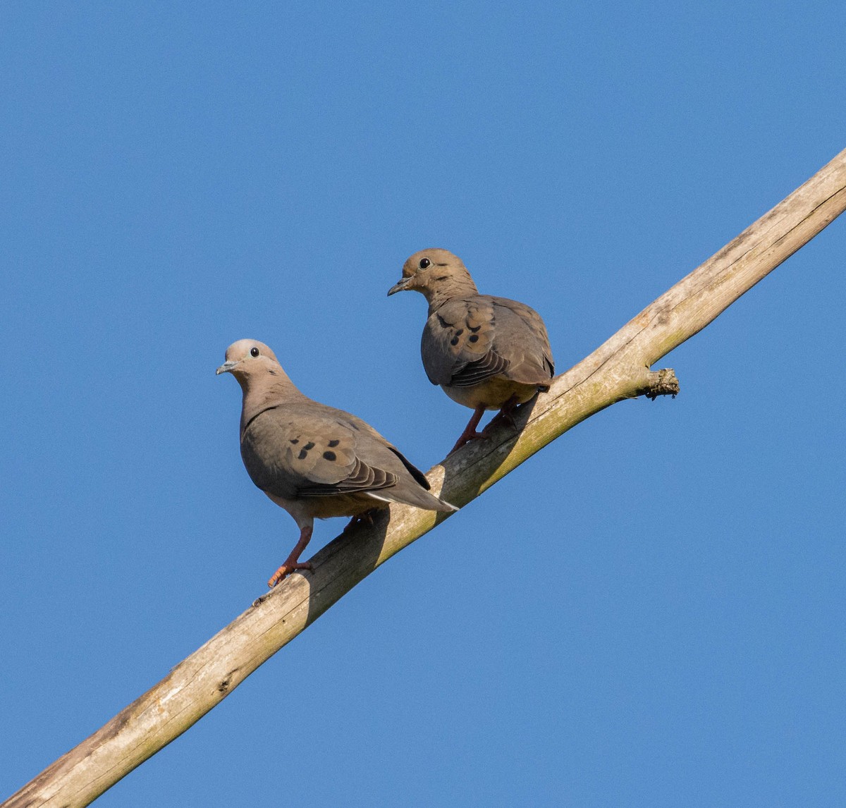 Eared Dove - ML646451692