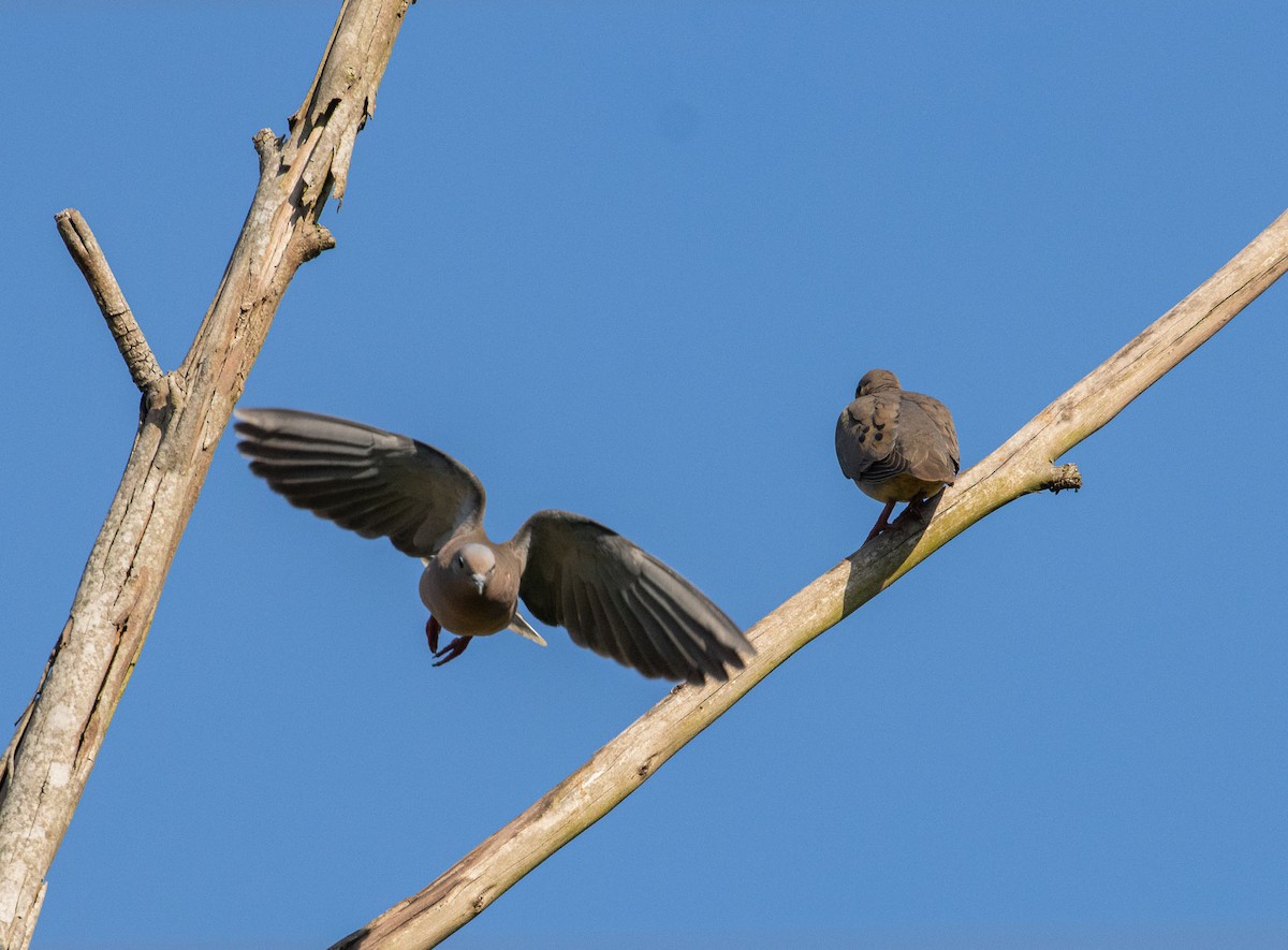 Eared Dove - ML646451693