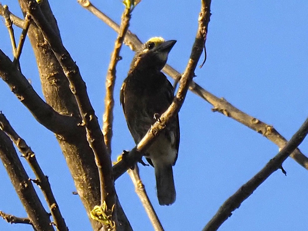 Whyte's Barbet - ML646451694