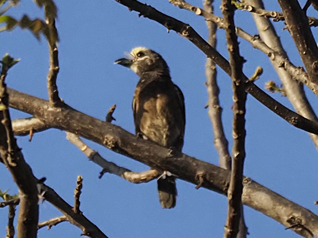 Whyte's Barbet - ML646451695