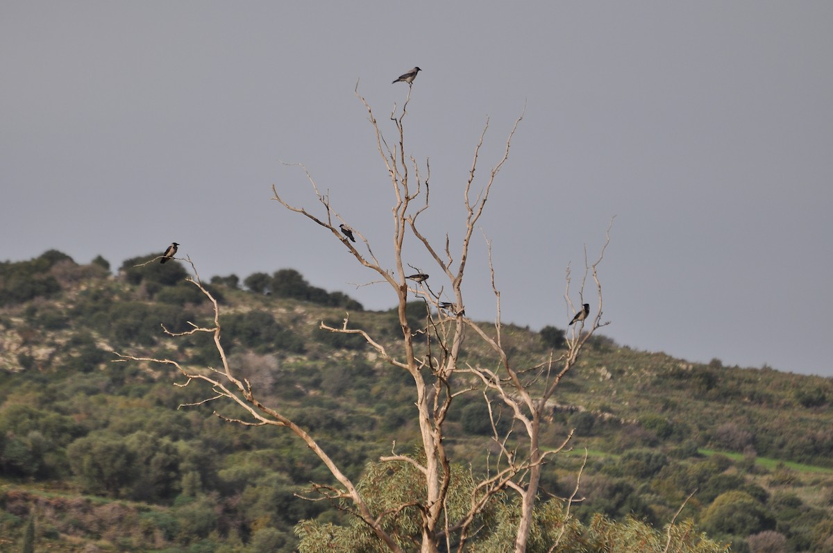 עורב אפור - ML646451698