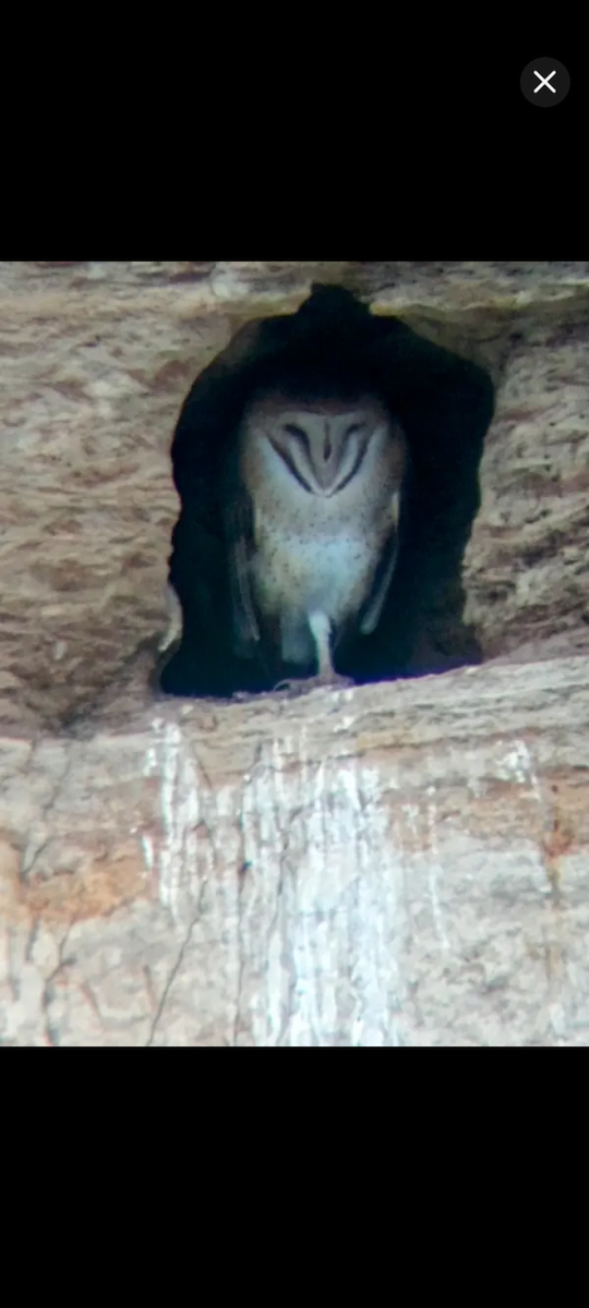American Barn Owl - ML646451700