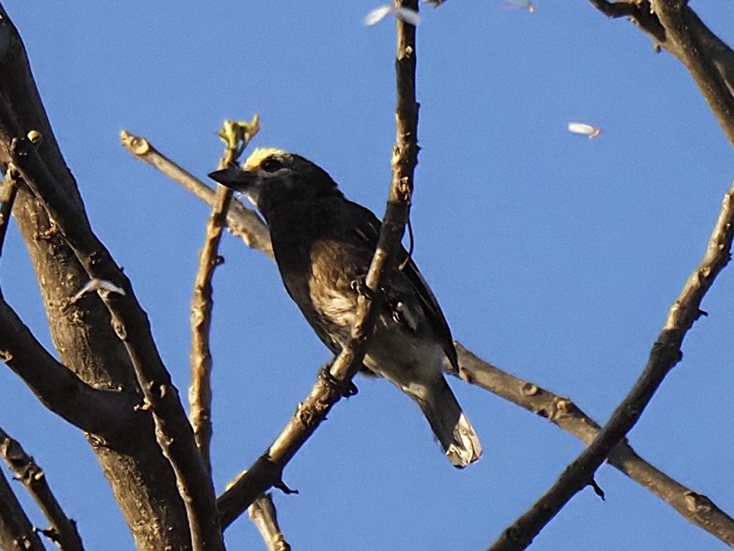Whyte's Barbet - ML646451705