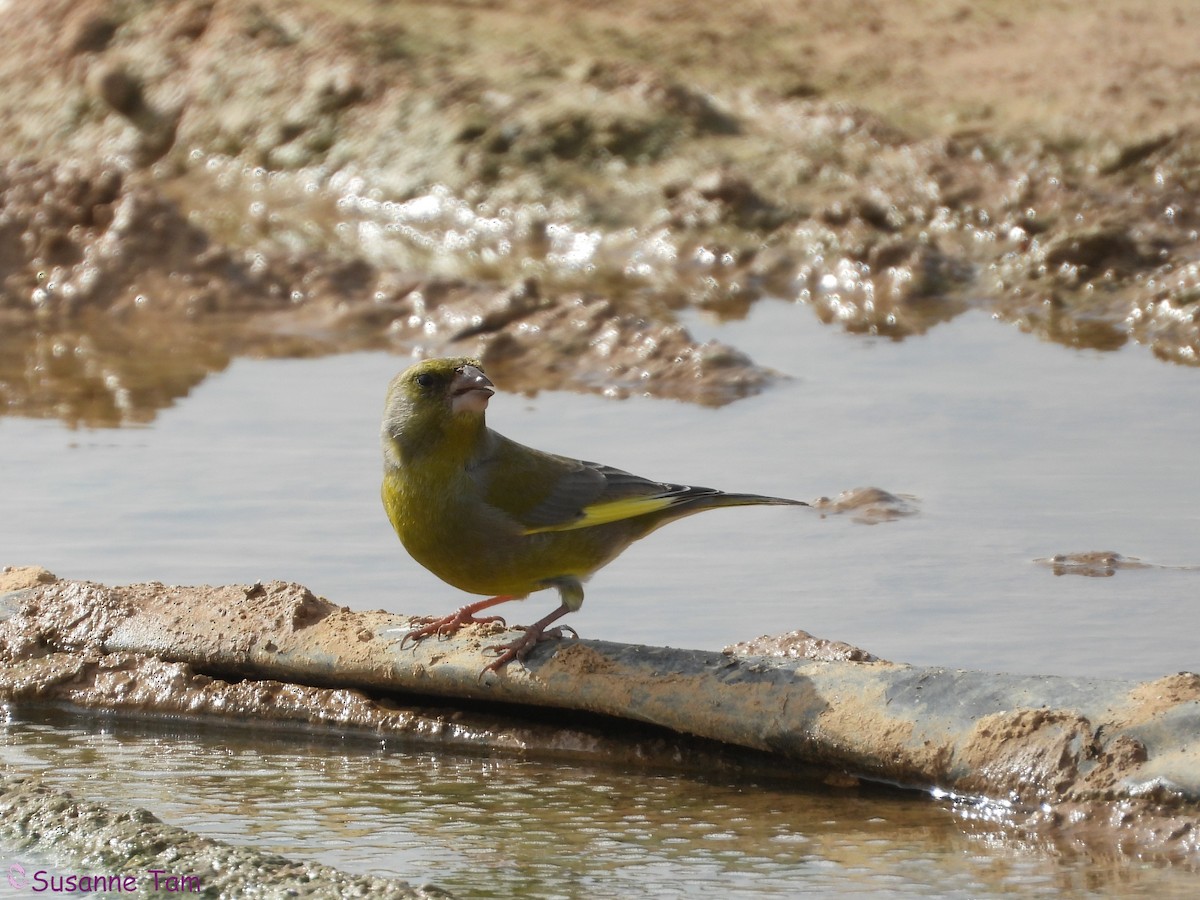 European Greenfinch - ML646451706