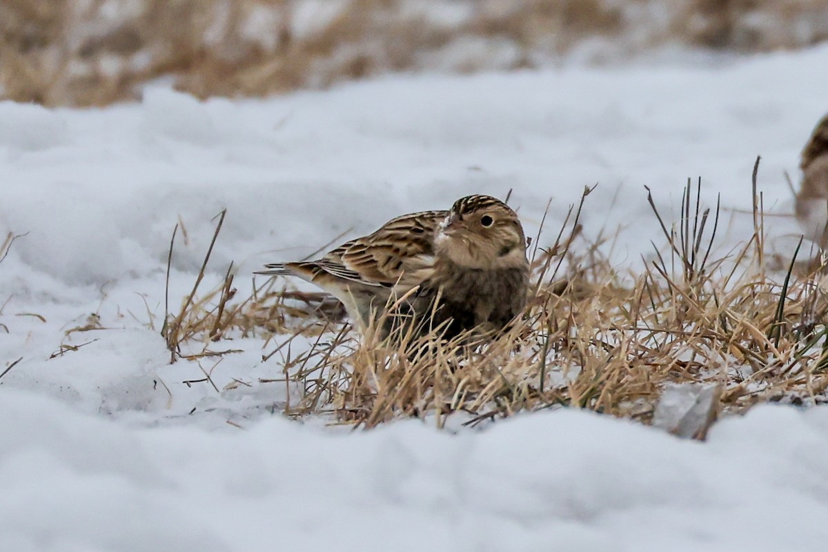 ostružka límcová - ML646451708